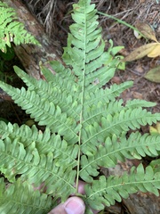 Pteridium pinetorum
