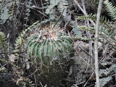 Echinofossulocactus