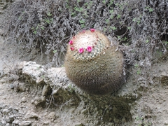 Mammillaria rhodantha