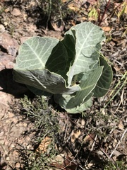 Asclepias nummularia