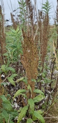 Artemisia suksdorfii