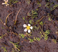 Ranunculus trichophyllus