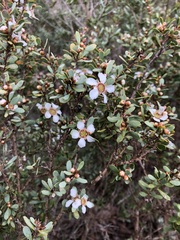 Leptospermum coriaceum