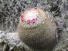 Mammillaria rhodantha