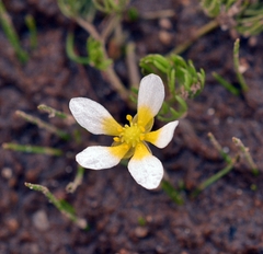 Ranunculus trichophyllus