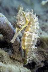 Hippocampus whitei