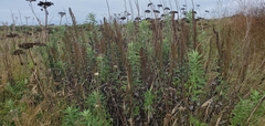 Artemisia suksdorfii
