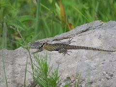 Sceloporus torquatus
