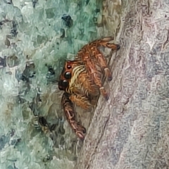 Salticinae