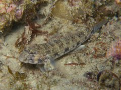 Istigobius