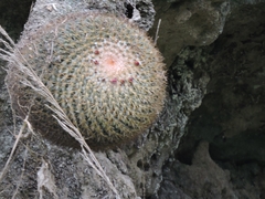 Mammillaria