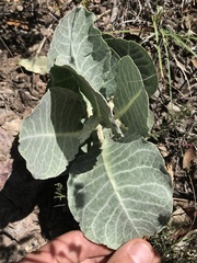 Asclepias nummularia