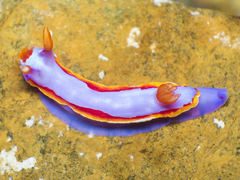 Thorunna purpuropedis