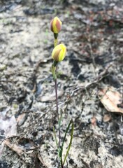 Thelymitra antennifera