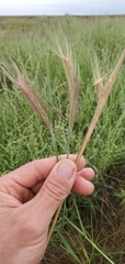 Hordeum jubatum