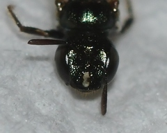 Ceratina strenua