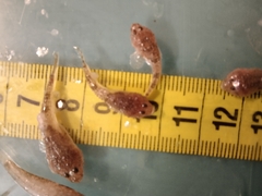 Benthophilus stellatus