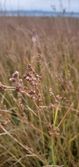 Juncus gerardi
