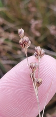 Juncus gerardi
