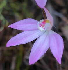 Caladenia fuscata