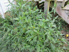 Bidens tripartita