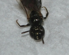 Ceratina strenua
