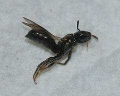 Ceratina strenua