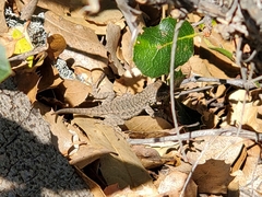 Sceloporus occidentalis bocourtii