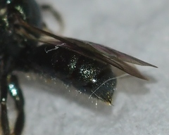 Ceratina strenua