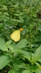 Eurema hecabe