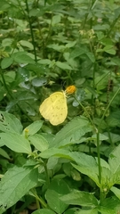 Eurema hecabe