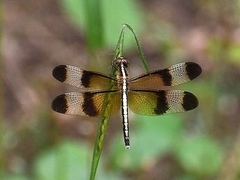 Neurothemis tullia