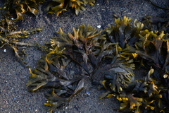 Fucus distichus