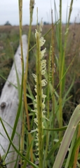 Sporobolus alterniflorus
