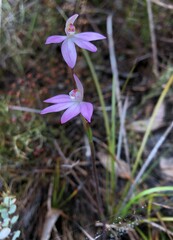 Caladenia fuscata