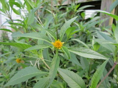 Bidens tripartita