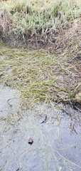 Zostera japonica