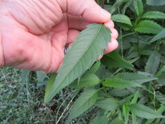 Bidens tripartita