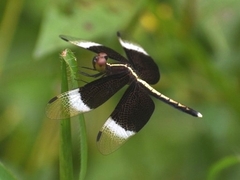 Neurothemis tullia