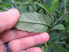 Bidens tripartita