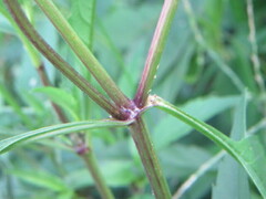 Bidens tripartita