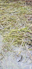 Zostera japonica