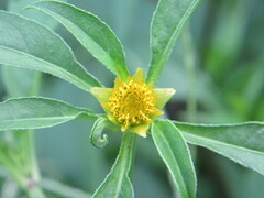 Bidens tripartita