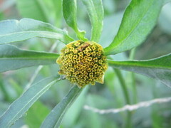 Bidens tripartita