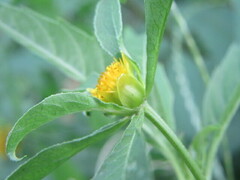 Bidens tripartita