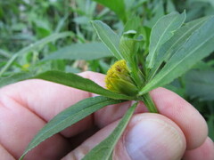Bidens tripartita