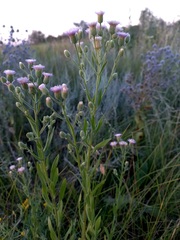 Erigeron acris podolicus