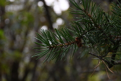 Pinus banksiana