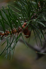 Pinus banksiana