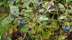 Vaccinium ovalifolium